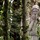 Weeping angel - doctor who.thumb